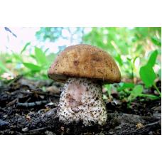 Мицелий Подберезовика розовеющего / Подберезовик окисляющийся (Leccinum oxydabile )